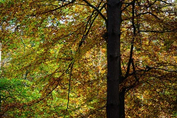 Autumn Fall Colors Landscape with Red Yellow and Green Trees Reflected in Calm Water | Colorful Foliage, Reflection, and Serene Nature Scene Showing Seasonal Beauty of Fall
