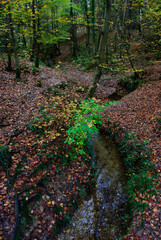 Autumn Fall Colors Landscape with Red Yellow and Green Trees Reflected in Calm Water | Colorful Foliage, Reflection, and Serene Nature Scene Showing Seasonal Beauty of Fall
