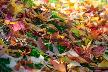 Autumn Fall Colors Landscape with Red Yellow and Green Trees Reflected in Calm Water | Colorful Foliage, Reflection, and Serene Nature Scene Showing Seasonal Beauty of Fall
