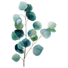 Obraz premium Watercolor eucalyptus branch with blue green round leafs, delicate botanical illustration Clipart Photo isolated on transparency background