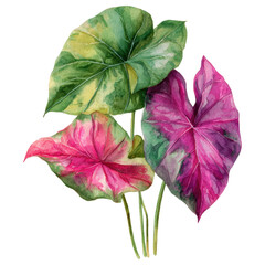 Tropical caladium leaves in watercolor painting with vibrant pink and green tones, botanical artful mood Clipart Photo isolated on transparency background