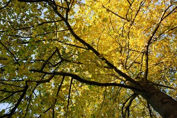 Autumn Fall Colors Landscape with Red Yellow and Green Trees Reflected in Calm Water | Colorful Foliage, Reflection, and Serene Nature Scene Showing Seasonal Beauty of Fall

