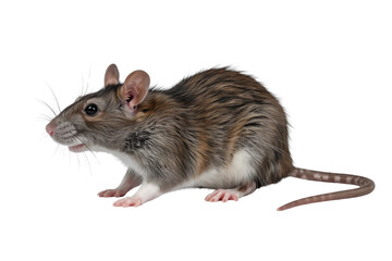 A domestic rat, brown, gray, and white, stands in profile. Features prominent whiskers, dark eyes, and a long, patterned tail. background removed