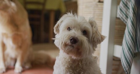 Tilting head white fluffy dog sitting in dining area, near tan dog, baskets on green-striped table