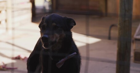 Black-tan dog wearing bow tie collar standing behind wire fence in sunlit yard, with scattered toys