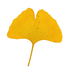 Naklejka premium Single golden ginkgo biloba leaf isolated on transparent background
