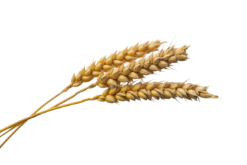 Three golden ripe wheat ears with grains, ready for harvest, symbolizing agriculture, bread, and natural food, isolated. background removed