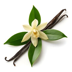 A vanilla flower with green leaves and vanilla beans isolated on a white background in a studio shot