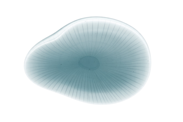 Abstract blue-green blob with radiating lines on a dark transparent background, resembling a translucent, organic, or cellular form. background removed