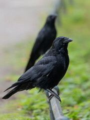 Fototapeta premium A Crow in High Quality with great Autumn Mood. High quality photo