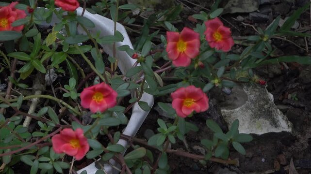 Vibrant Pink Purslane Flowers Blooming in a Garden