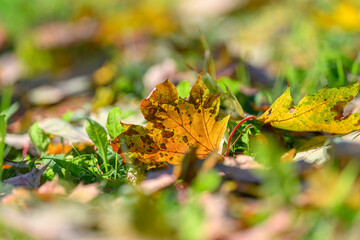 A Beautiful Display of Colorful Autumn Leaves on the Ground in the Serene Park Area