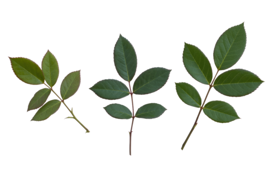 Three distinct rose plant leaf branches with varying numbers of green leaflets, isolated against a solid dark transparent background. background removed - Powered by Adobe