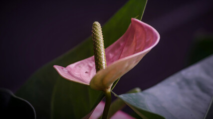 Close-up of pink anthurium flower with green spadix