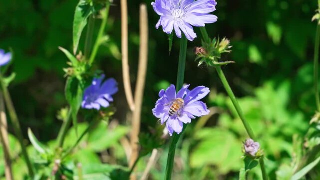 A honey bee collects nectar from a common chicory flower. The purple blossom sways gently in the wind, captured in a medium shot