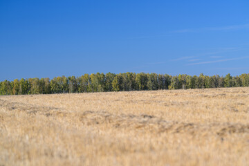 Obraz premium Golden Fields Stretching Under a Clear and Bright Blue Sky are a Beautiful Sight to Behold