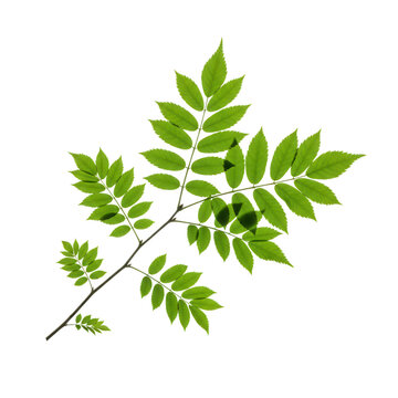 Vibrant green ash tree branch with leaves isolated on transparent background