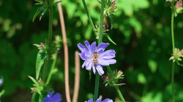 A honey bee collects nectar from a common chicory flower. The purple blossom sways gently in the wind, captured in a medium shot