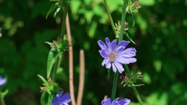 A honey bee collects nectar from a common chicory flower. The purple blossom sways gently in the wind, captured in a medium shot