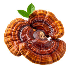 Fototapeta premium Vivid macro shot of a glossy, layered fungus with green leaves, set against black