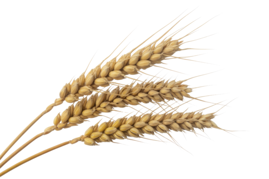 Three golden, ripe wheat ears with visible awns, symbolizing harvest, agriculture, and essential food grains, against a clean background. background removed