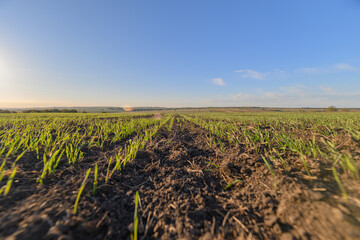 Lush and Vibrant Green Sprouts Thriving in an Expansive Agricultural Field Beneath a Clear Blue Sky