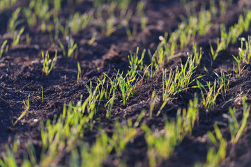 Lush, Green Grass Sprouts Slowly Emerging from Rich, Dark Soil, Signaling New Growth and Life