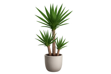 Potted yucca plant with three trunks and long, pointed green leaves in beige ceramic pot