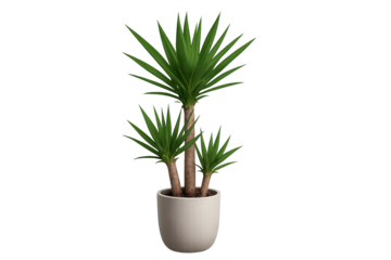 Potted yucca plant with three trunks and long, pointed green leaves in beige ceramic pot