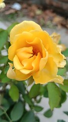 Close-up of a vibrant yellow rose with layered petals Keywords: yellow rose, flower, bloom