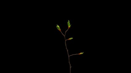 Time Lapse of opening Leaves on black background. Spring timelapse of Leaves on branch