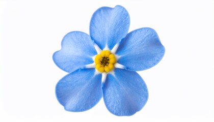 Vibrant Blue Forget-Me-Not Flower Isolated on White Backdrop, Stunning Floral Display