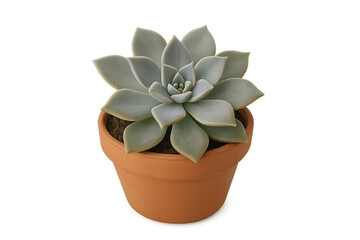 Succulent plant with thick blue-green leaves in rosette, potted terracotta container