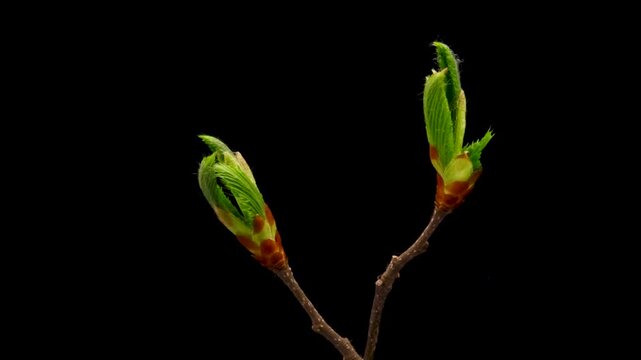 Time Lapse of opening Leaves on black background. Spring timelapse of Leaves on branch