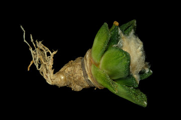 The body part anatomy of Ariocarpus bravoanus sub hintonii cactus plant. Isolated on black...