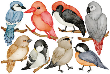Watercolor Birds Clipart Set Various Species on Branch Blue Jay Cardinal African Grey Parrot Wildlife Illustration Isolated on White Background