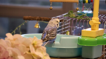funny blue budgie at home