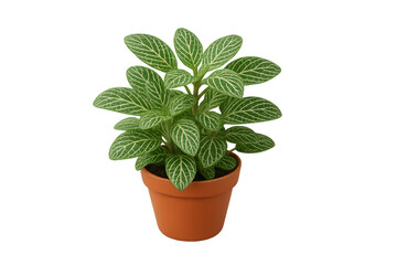 Obraz premium Small potted plant with green leaves and white veins, in terracotta pot, suitable as indoor decor