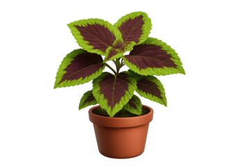 Potted plant with variegated green and purple leaves in brown terracotta pot Ethnicity gender not applicable