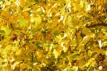 Autumn background framed by leaves changing colour with the season