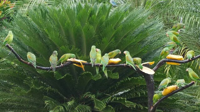 flock of orange-chinned parakeet at feeder, bickering and eating bananas 137