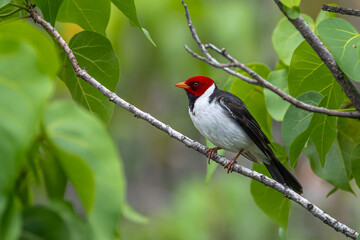 Fototapeta premium Yellow-billed Cardinal (Paroaria capitata) on Big Island, HI