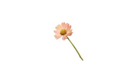 Isolated peach daisy on black, angled stem, detailed petals, yellow center