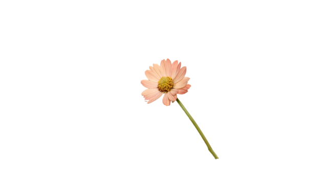 Isolated peach daisy on black, angled stem, detailed petals, yellow center