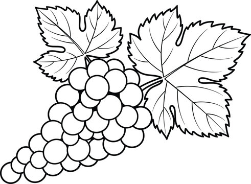 A black and white vector illustration of a bunch of grapes with two large grape leaves. The illustration is line art, with no shading or color, making it suitable for coloring or as a graphic element.
