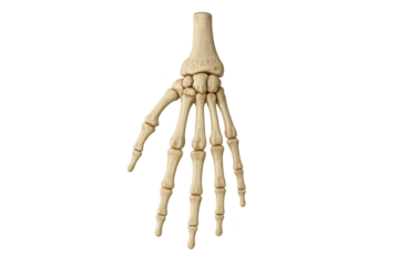 Detailed, beige hand skeleton model with visible phalanges and carpals, posed palm slightly angled