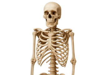 Anatomical human skeleton model displayed against transparent background