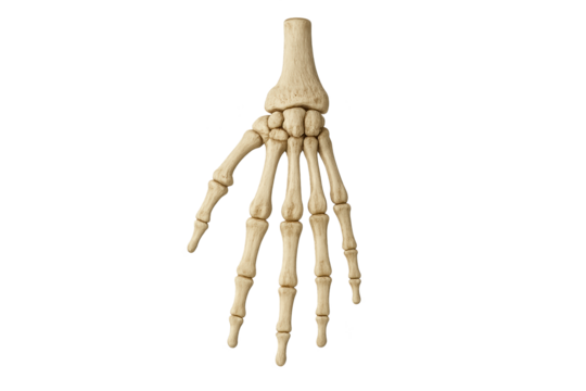 Detailed, beige hand skeleton model with visible phalanges and carpals, posed palm slightly angled