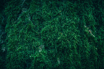 A close up of green Moss on a tree bark