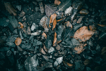 Dry Autumn leaves on the forest floor texture